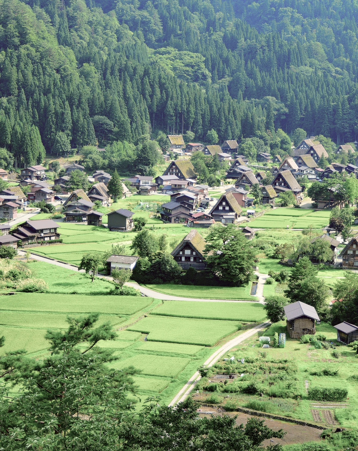 白川郷高速・定期観光バスの魅力 イメージ画像１